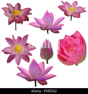 Sammlung frisches Pink Lotus petal Flower auf weißem Hintergrund. In der Nähe von schönen Pink Lotus Blumen blühen isoliert ist. Stockfoto