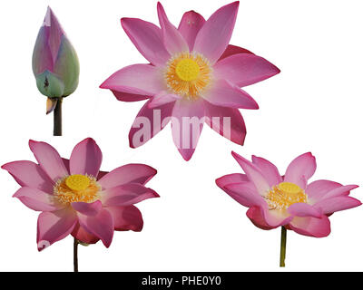 Sammlung frisches Pink Lotus petal Flower auf weißem Hintergrund. In der Nähe von schönen Pink Lotus Blumen blühen isoliert ist. Stockfoto