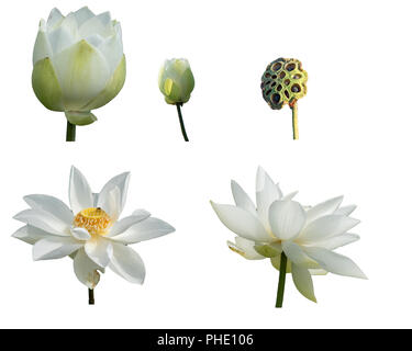Sammlung frischen weißen Lotus petal Blumen auf weißem Hintergrund. Der Fokus der schönen weissen Lotus Blumen blühen isoliert ist. Stockfoto