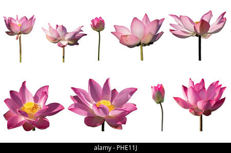 Sammlung frisches Pink Lotus petal Flower auf weißem Hintergrund. In der Nähe von schönen Pink Lotus Blumen blühen isoliert ist. Stockfoto