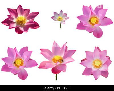 Sammlung frisches Pink Lotus petal Flower auf weißem Hintergrund. In der Nähe von schönen Pink Lotus Blumen blühen isoliert ist. Stockfoto