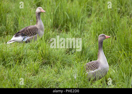 Graugans auf einer Rasenfläche Stockfoto