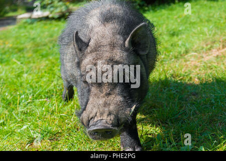 Schwarz Meerschweinchen mit großen reißzähne Stockfoto