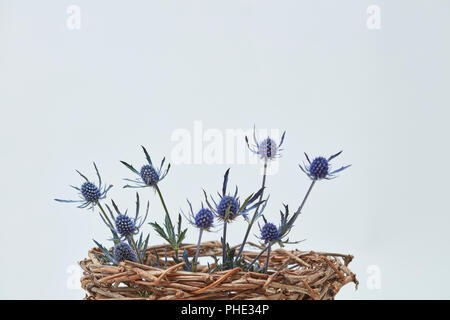 Blaue Blumen eryngium in einem Nest aus Zweigen Stockfoto