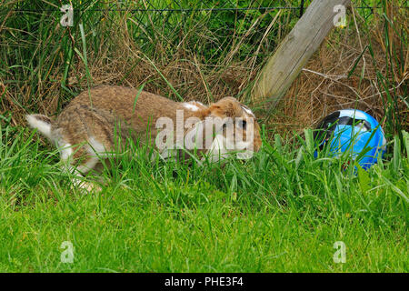 Hängeohrigen Kaninchen Stockfoto