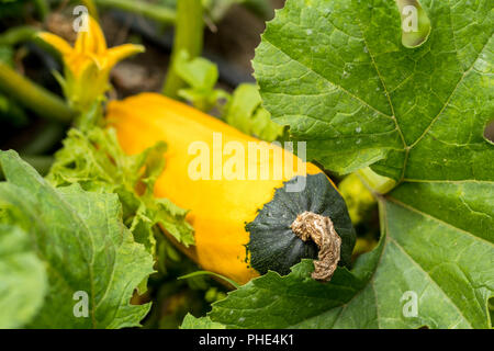 Gelber Kürbis im Garten Stockfoto