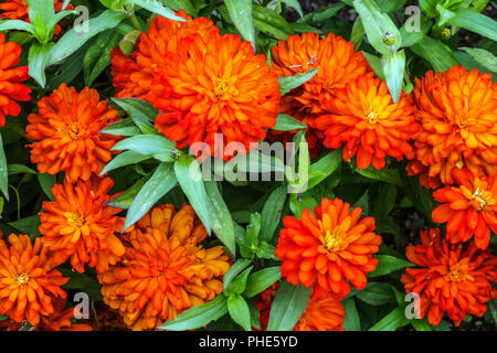 Zinnia Zahara de los Atunes marylandica' Starlight Double Fire' Stockfoto