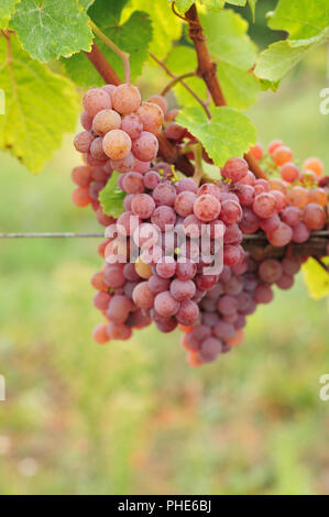 Gewürztraminer roter Traminer Stockfoto