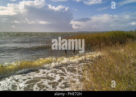 Am Saaler Bodden Stockfoto