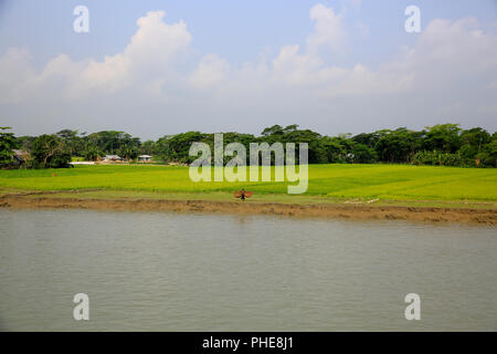 Landwirtschaftliches Feld auf der Bank von Tetulia River. Patuakhali, Bangladesch Stockfoto