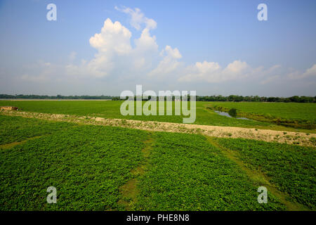 Landwirtschaftliches Feld auf der Bank von Tetulia River. Patuakhali, Bangladesch Stockfoto