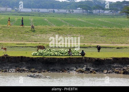 Eine große Menge von frisch geernteten Wassermelone ist für den Transport am Ufer des Flusses an Tetulia Rangabali Upazila unter Patuakhali brachte distric Stockfoto