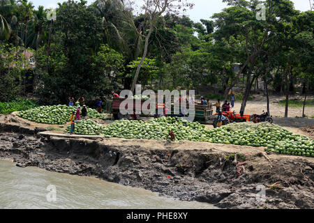 Eine große Menge von frisch geernteten Wassermelone ist für den Transport am Ufer des Flusses an Tetulia Rangabali Upazila unter Patuakhali brachte distric Stockfoto