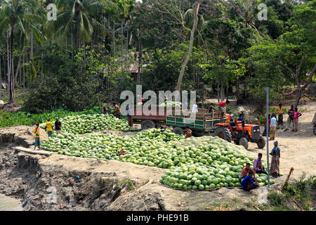 Eine große Menge von frisch geernteten Wassermelone ist für den Transport am Ufer des Flusses an Tetulia Rangabali Upazila unter Patuakhali brachte distric Stockfoto