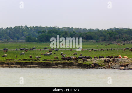 Erosion am Ufer des Flusses Tetulia, Patuakhali, Bangladesch Stockfoto