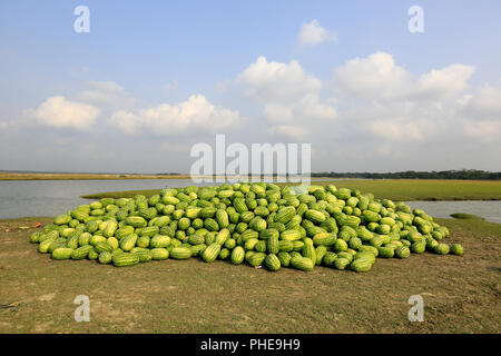 Eine große Menge von frisch geernteten Wassermelone ist für den Transport am Ufer des Flusses an Tetulia Rangabali Upazila unter Patuakhali brachte distric Stockfoto