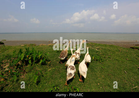 Schwäne auf dem Tetulia Ufer in Patuakhali, Bangladesch. Stockfoto