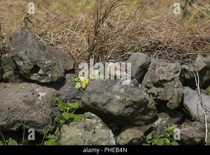 Isabelline Steinschmätzer, Insel Corvo, Azoren, Portugal Stockfoto