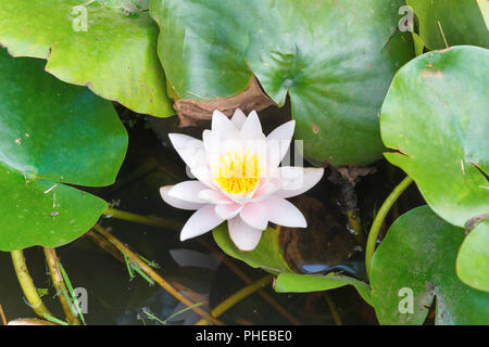 Weiße Blume-Water Lilly Stockfoto