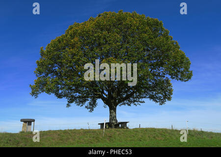 Linde; Landschaft; Landschaft im Sommer; Stockfoto