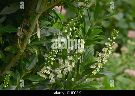 Cherry Laurel; Lorbeer; Blüte; Prunus laurocerasus Stockfoto