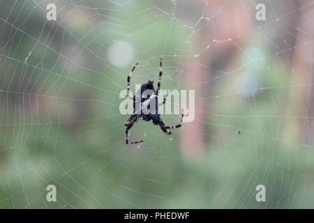 Danse Macabre. Eine Spinne und seine Beute Stockfoto