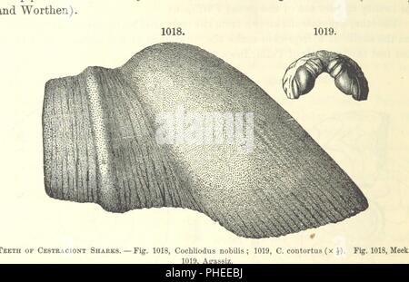 Bild von Seite 654 "[Manual der Geologie behandelt die Grundsätze der Wissenschaft mit besonderer Berücksichtigung der Amerikanischen geologischen Geschichte. Überarbeitete Ausgabe.]'. Stockfoto