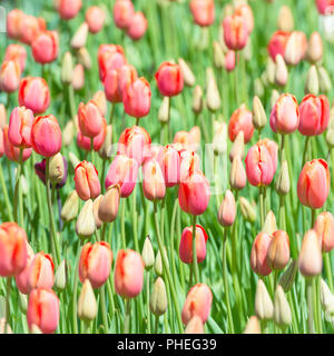 Knospen von geschlossenen roten Tulpen Stockfoto