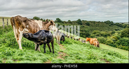 Ein schwarzes Kalb saugen seine braunen und weißen Mutter, während der Rest der Herde mit frischen Beweidung auf die abfallende üppigen, grünen Gras zu einem Cornish Farm. Stockfoto