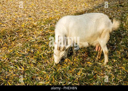 Ziegen grasen auf dem Rasen im sonnigen Herbsttag Stockfoto