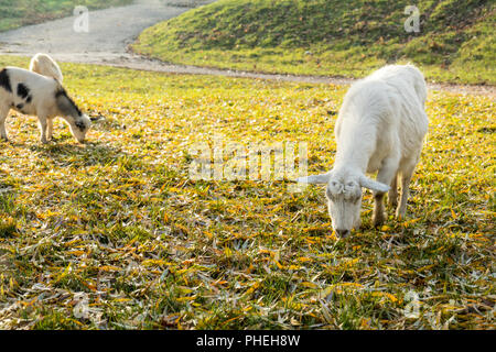 Ziegen grasen auf dem Rasen im sonnigen Herbsttag Stockfoto