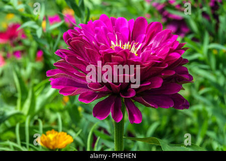 Violett Zinnia elegans 'Purple Prince' Stockfoto