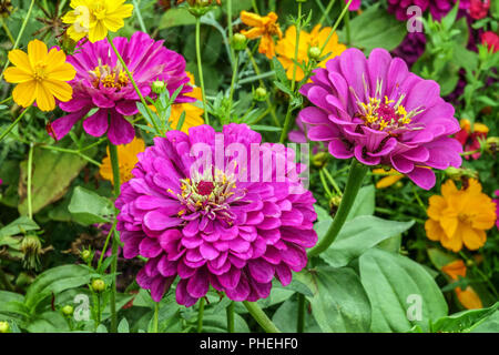 Violett Zinnia 'Purple Prince', Zinnien Blumen Zinnia elegans Blume Stockfoto