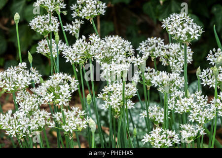 Allium ramosum, duftende Blüten Knoblauch, Chinesischer Schnittlauch Stockfoto