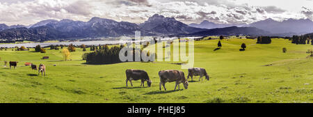 Kuhherde auf dem Bauernhof in Bayern in der Nähe der Stadt Füssen Stockfoto