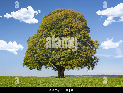 Single Big Tree in der Wiese Stockfoto