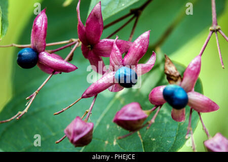 "Trichotomum clerodendrum Fargesii', Harlequin glorybower, Glorytree, Erdnussbutter Baum Stockfoto