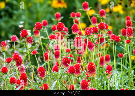 Gomphrena haageana, ' Carmine ' Blumen Stockfoto