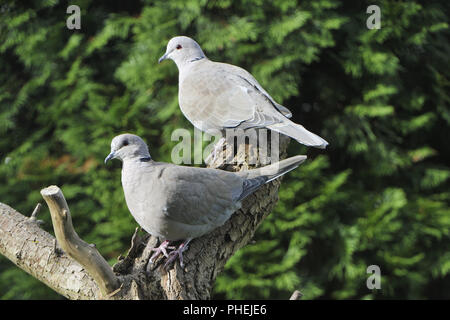 Eurasian collared dove Stockfoto