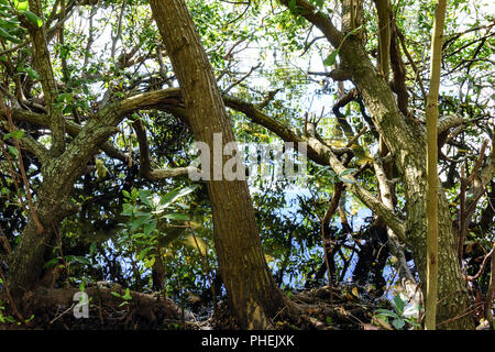 Typische Vegetation der tropischen Mangroven Stockfoto