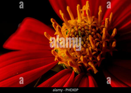 Nahaufnahme von Mexikanische Sonnenblume Stockfoto