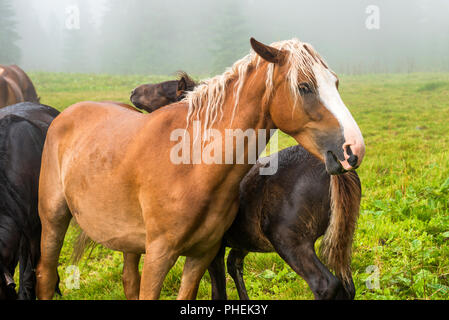 Braunes Kastanienpferd mit weißer Mähne Stockfoto