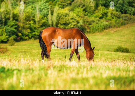 Dark Bay Pferd grasen auf einem Feld Stockfoto