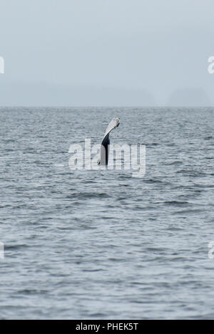 Juneau Alaska - humpback whale watching cruise ship Ausflug - Stockfoto