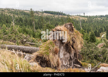 Bäume entwurzelt von einem Wald nach einem Sturm Stockfoto