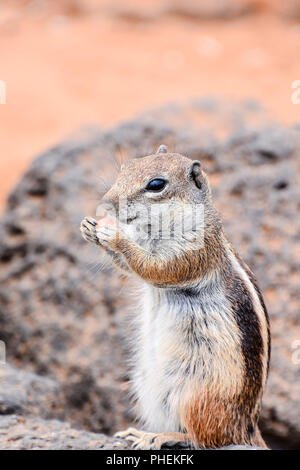 Ziesel Atlantoxerus Getulus Stockfoto