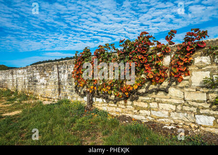 Alte Rebe in den Farben des Herbstes, Burgund, Frankreich Stockfoto