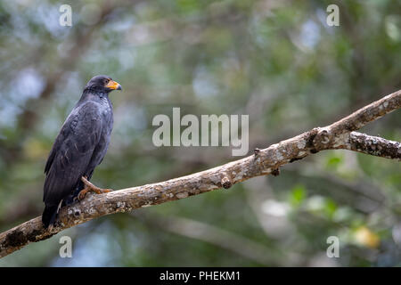 Mangrove Black Hawk (Buteogallus anthracinus subtilis) in Costa Rica Stockfoto