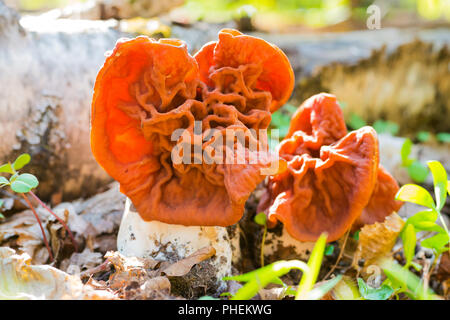 Zwei Pilze im Wald Stockfoto