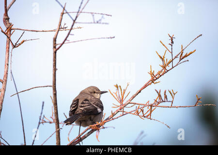 Weibliche pine warbler Vogel Dendroica pinus Stockfoto